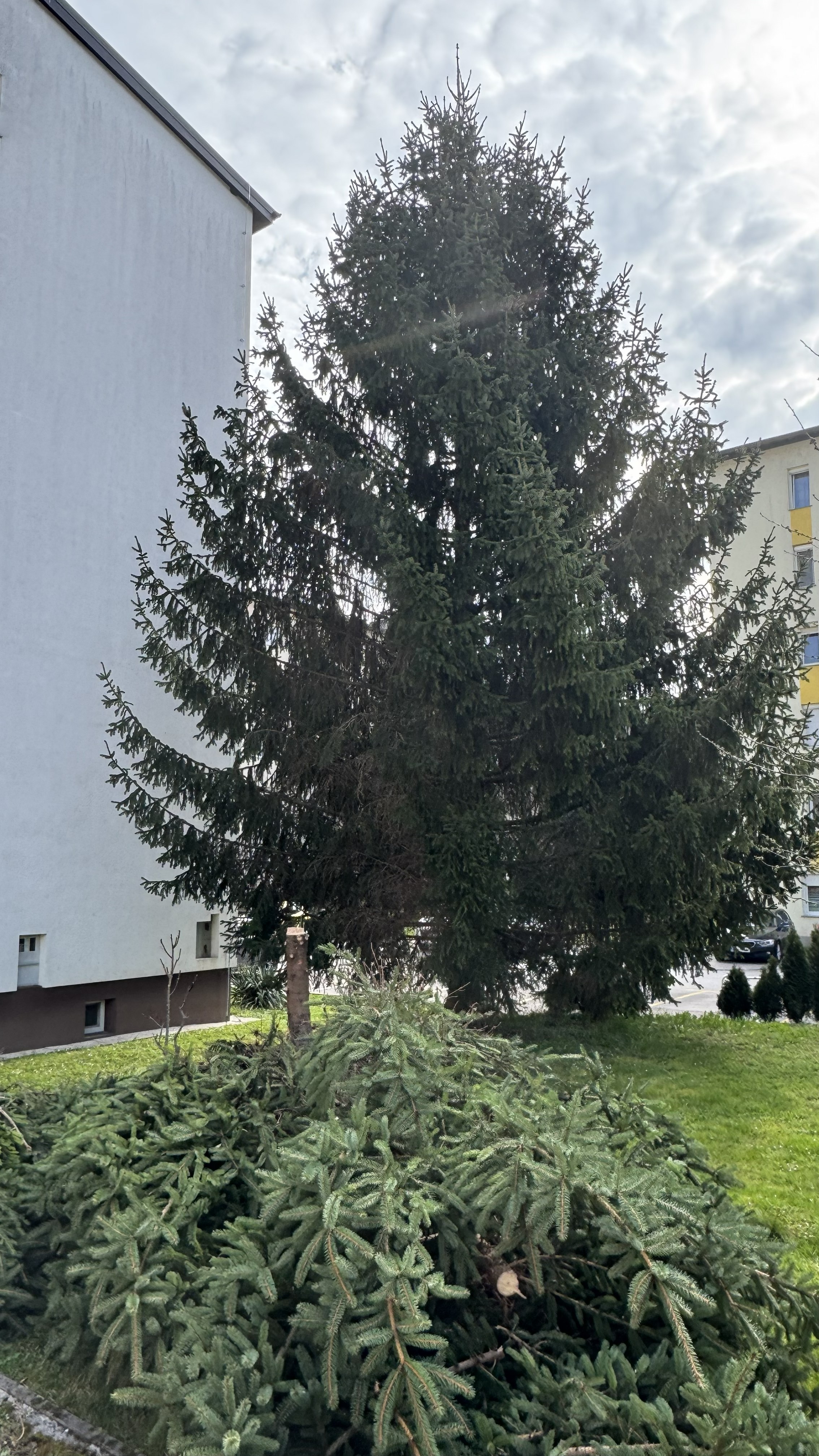 Strokovno podiranje dreves med objekti – Zeleni čar Trbovlje